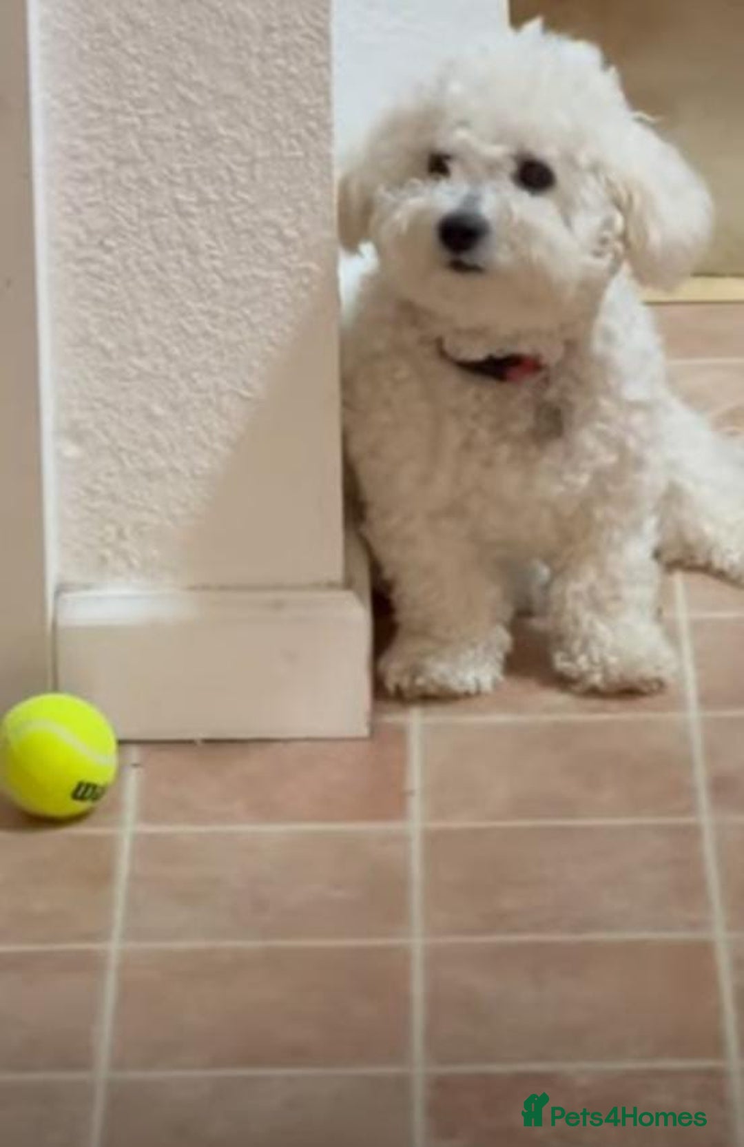 Cavachon dogs for sale: Cavachon puppies  - Image 10