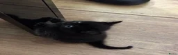 Mixed Breed cats for sale: 🐾 4 adorable mixed-breed kittens for sale! 🐾 in Stoke-on-Trent - Advert 3