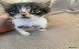 British Shorthair cats for sale: Lovely kittens            - Image 15