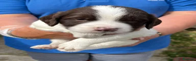 English Springer Spaniel 1