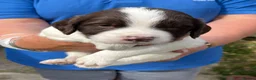 English Springer Spaniel dogs for sale: Springer Spaniel Puppies in Melksham - Advert 2