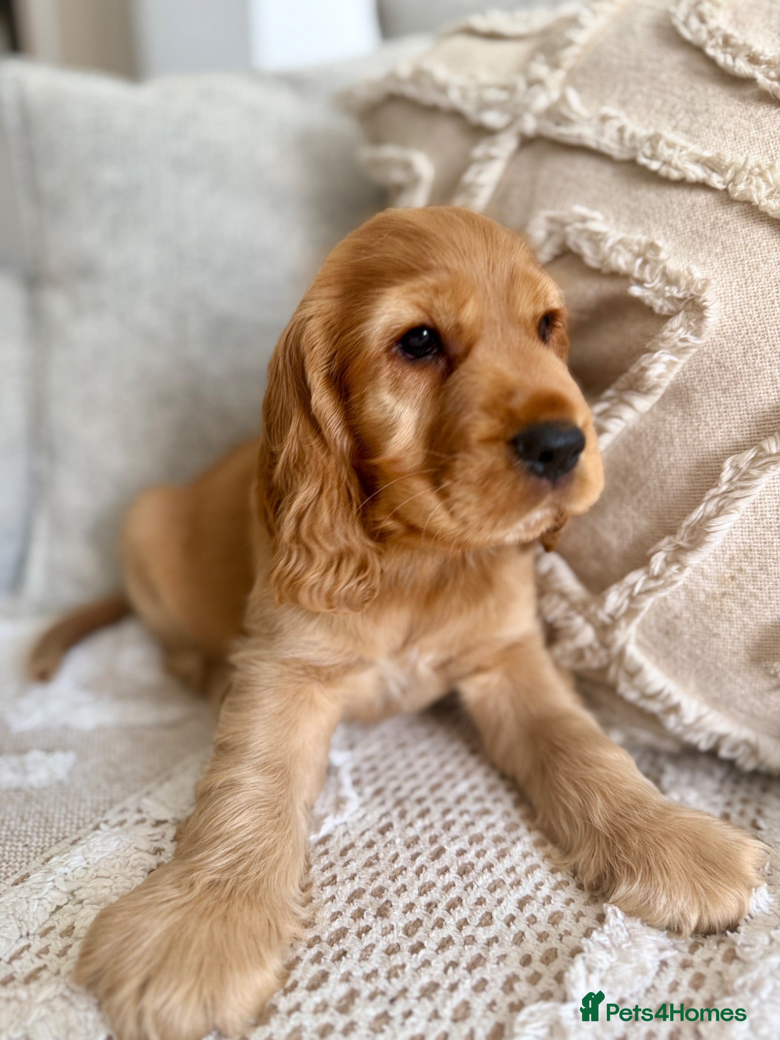 Cocker Spaniel dogs Champion Bloodline KC Show Cocker Spaniel Puppies  - Advert 2