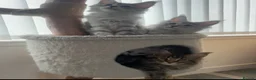 Maine Coon cats for sale: Maine Coon kittens READY TO LEAVE/3girls left - Advert 6