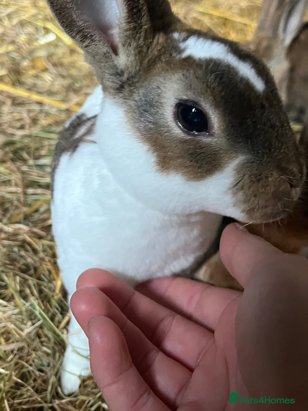 Rex rabbits for sale: Rex babies  - Advert 1