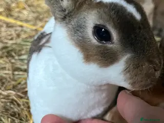 Rex rabbits Rex babies - Advert 11