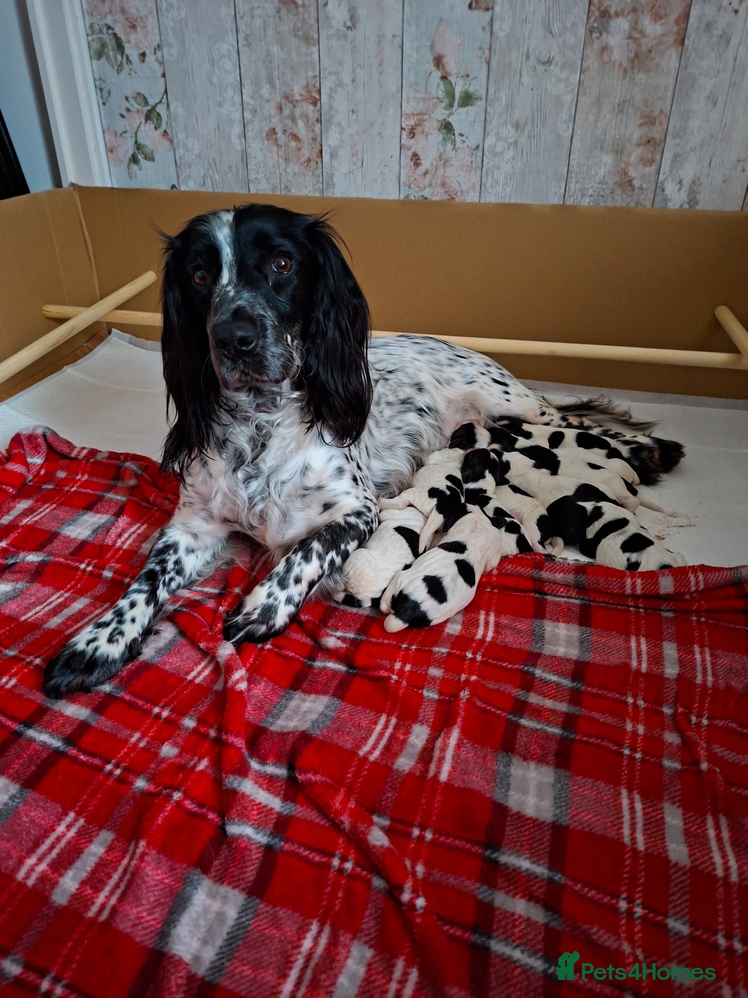 Cocker Spaniel dogs Cocker spaniels  - Advert 1