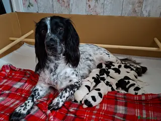 Cocker Spaniel dogs Cocker spaniels - Advert 2