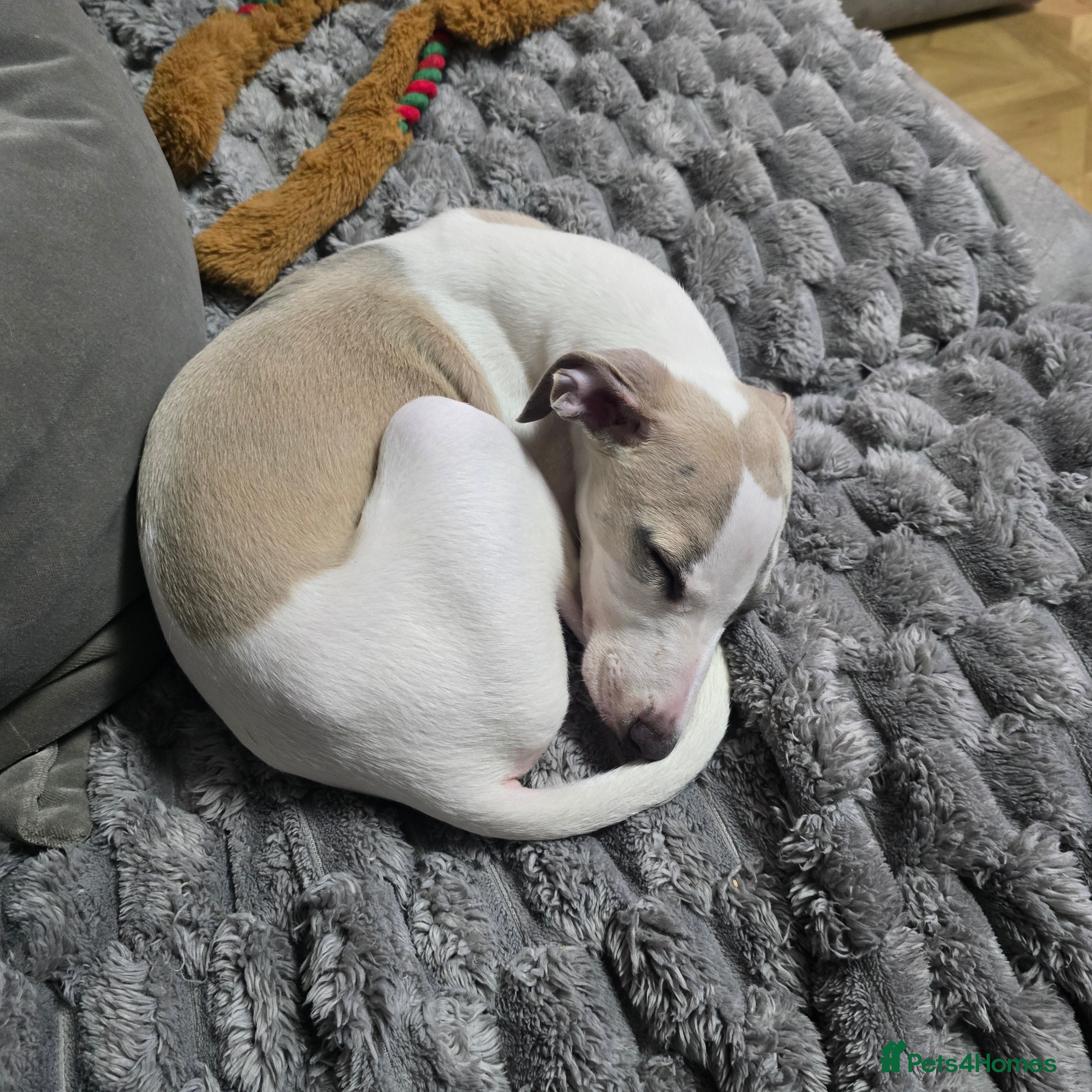 Whippet dogs The last 2 precious! Kc boys wippets 🐶    - Advert 2