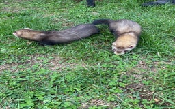 Ferret rodents for sale: Young Ferrets  - Image 10