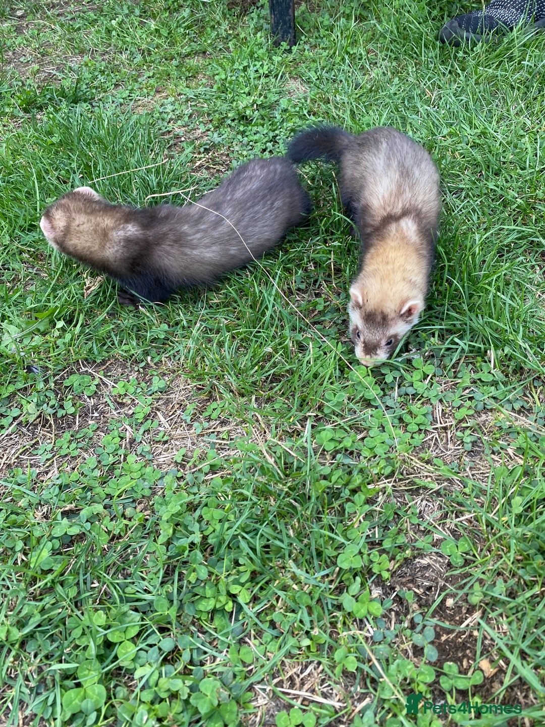 Ferret rodents for sale: Young Ferrets  - Image 10