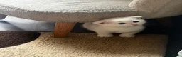Scottish Fold cats for sale: Beautiful white Scottish fold kittens  - Advert 4