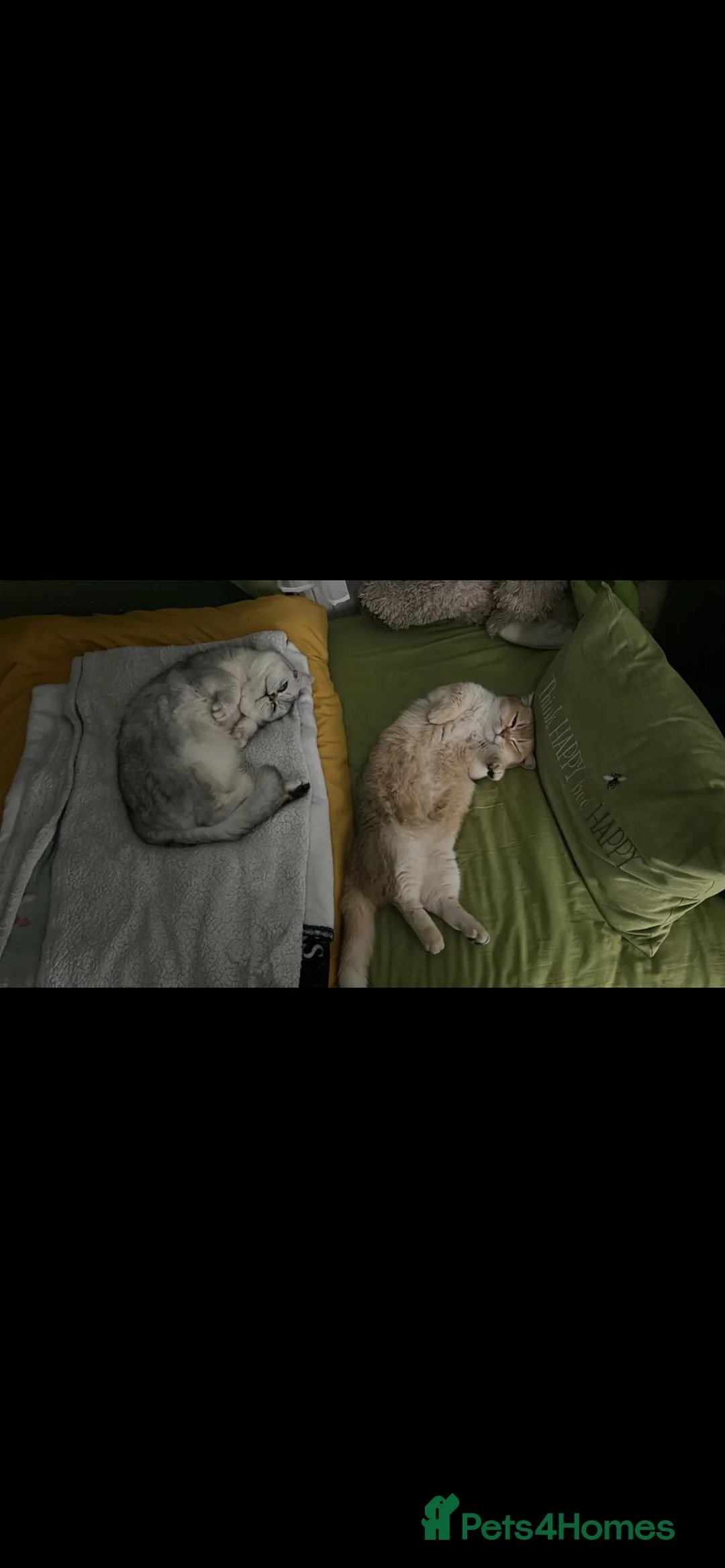 British Shorthair cats for stud: Gorgeous British Short Hair/Persian for Stud in Birmingham - Advert 4