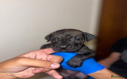 Presa Canario dogs for sale: Presa Canario Puppies for Sale - Image 12