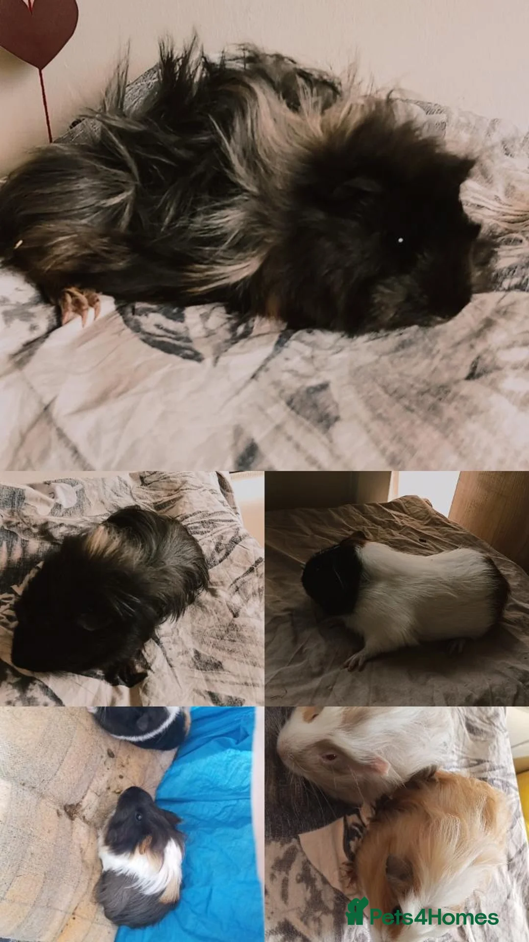 Guinea Pig rodents for sale: Guinea pigs X2 with set up  - Advert 1