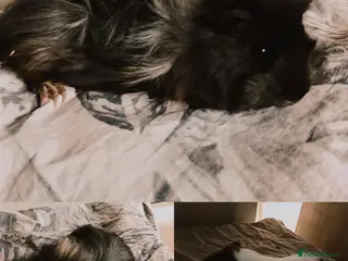 Guinea Pig rodents Guinea pigs X2 with set up - Advert 12