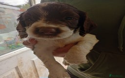 English Springer Spaniel dogs for sale: 6 beautiful springer pups - Image 7