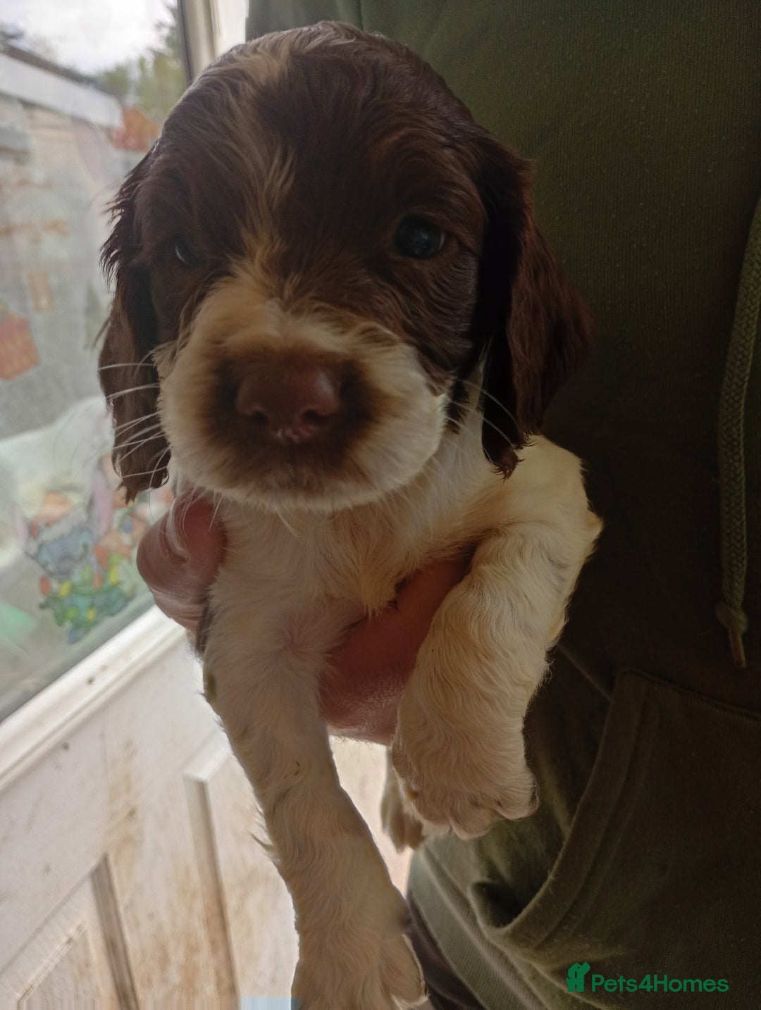 English Springer Spaniel dogs for sale: 6 beautiful springer pups - Image 7