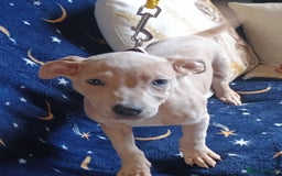 Mixed Breed dogs for sale: Bull cross suluki greyhound  - Image 9