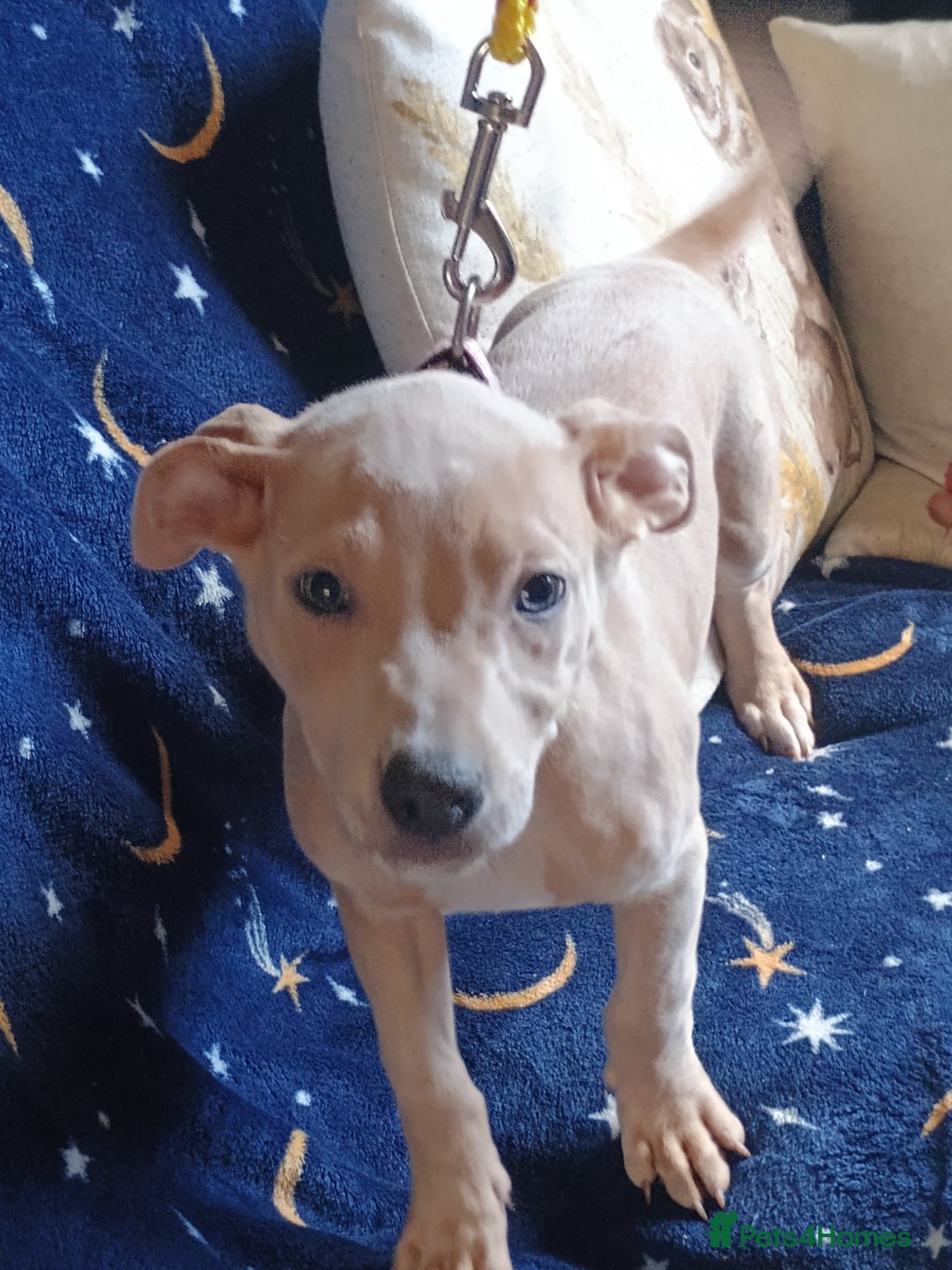 Mixed Breed dogs for sale: Bull cross suluki greyhound  - Image 9