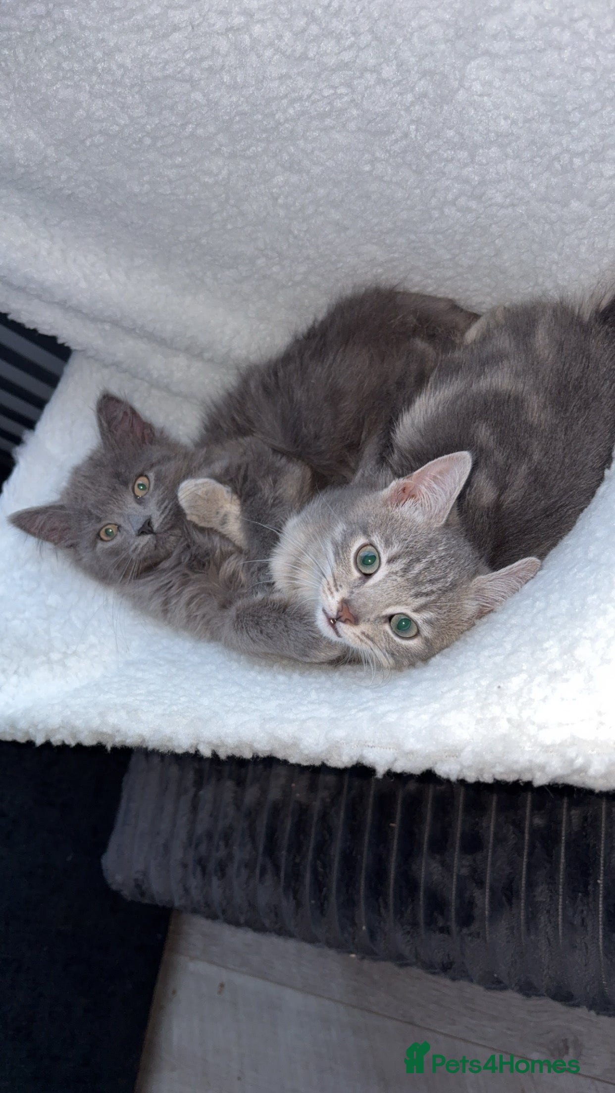 Mixed Breed cats Two female kittens for rehome  - Advert 1