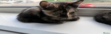 Vesper - Tortoiseshell 