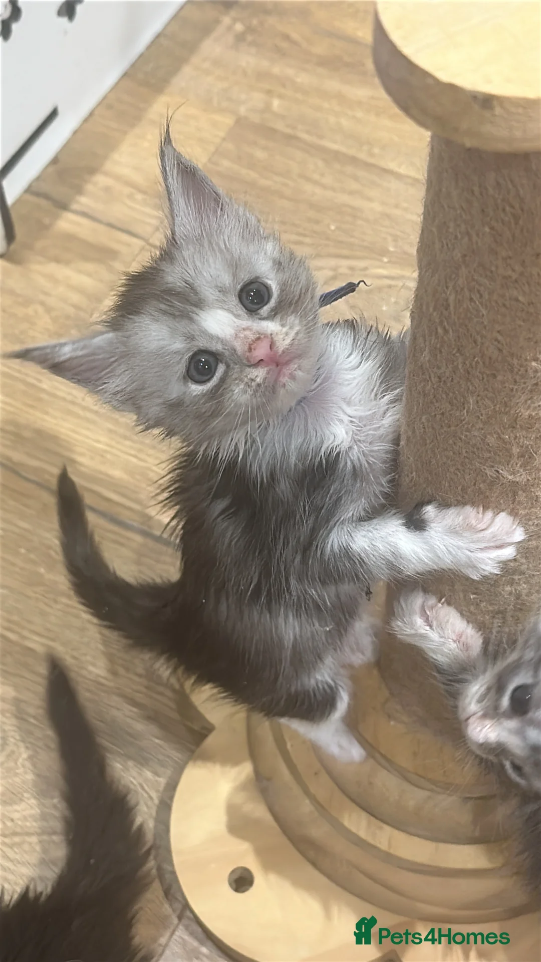 Maine Coon cats for sale: Gccf Mainecoon kittens  - Advert 2