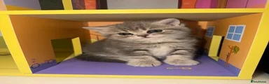 British Shorthair 1