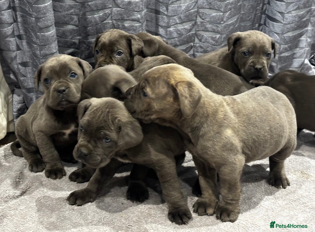 Cane Corso dogs for sale: Cane Corso puppy’s  - Advert 2