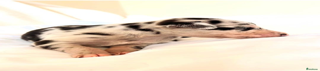 Whippet Puppy 1