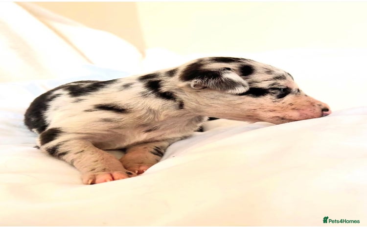 Whippet dogs - Advert 8