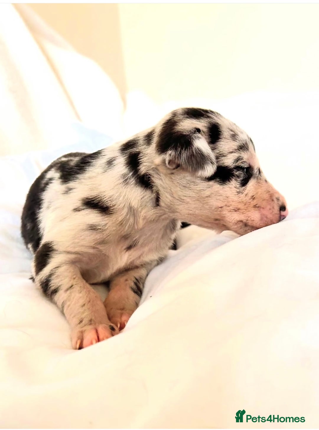Whippet dogs for sale: Whippet/bedlington + whippet/collie - Image 1