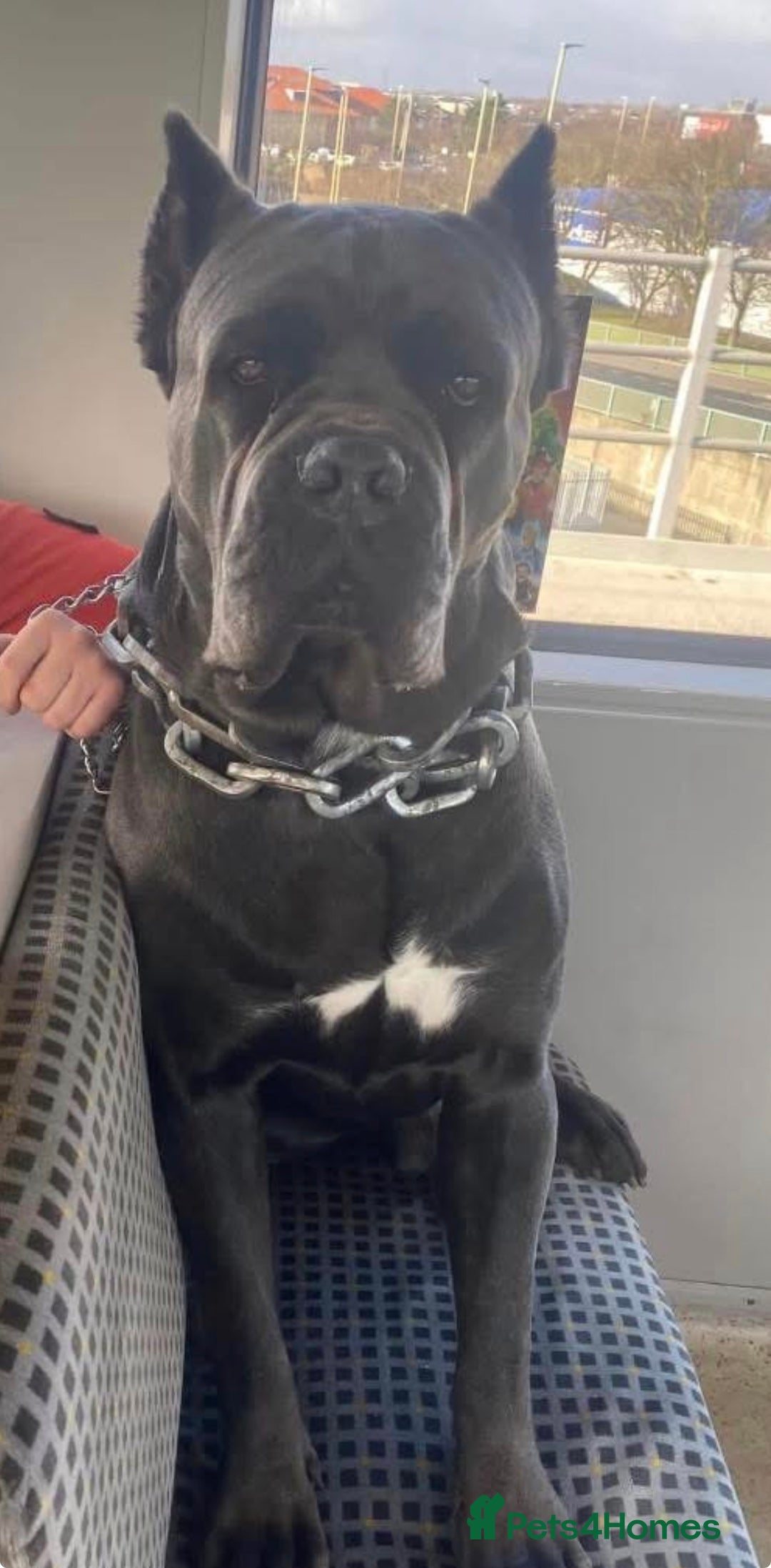 Cane Corso dogs for sale: Beautiful blue cane corsos - Advert 7