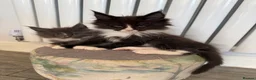 Maine Coon cats for sale: Bundles of fluff,  Maine Coon kittens  - Advert 7