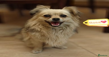 Pekingese dogs - Advert 16