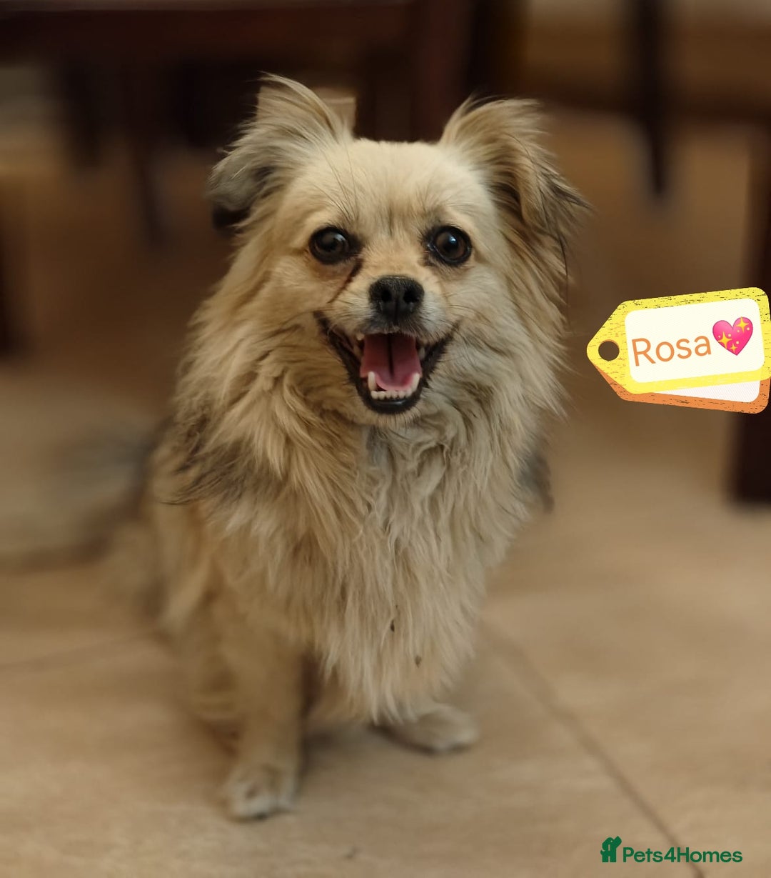 Pekingese dogs for adoption: 💖🐶 ROSA 🐶💖 - Image 2