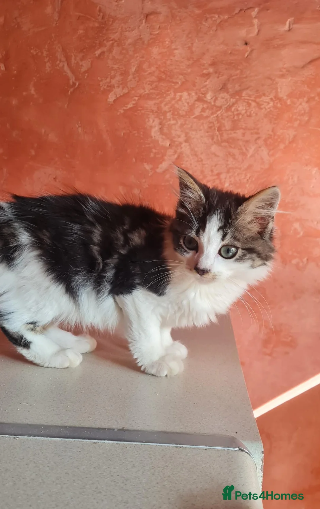 Mixed Breed cats for sale: 2 long hair kittens; grey (F), white/tabbi (F)  in Lampeter - Advert 2
