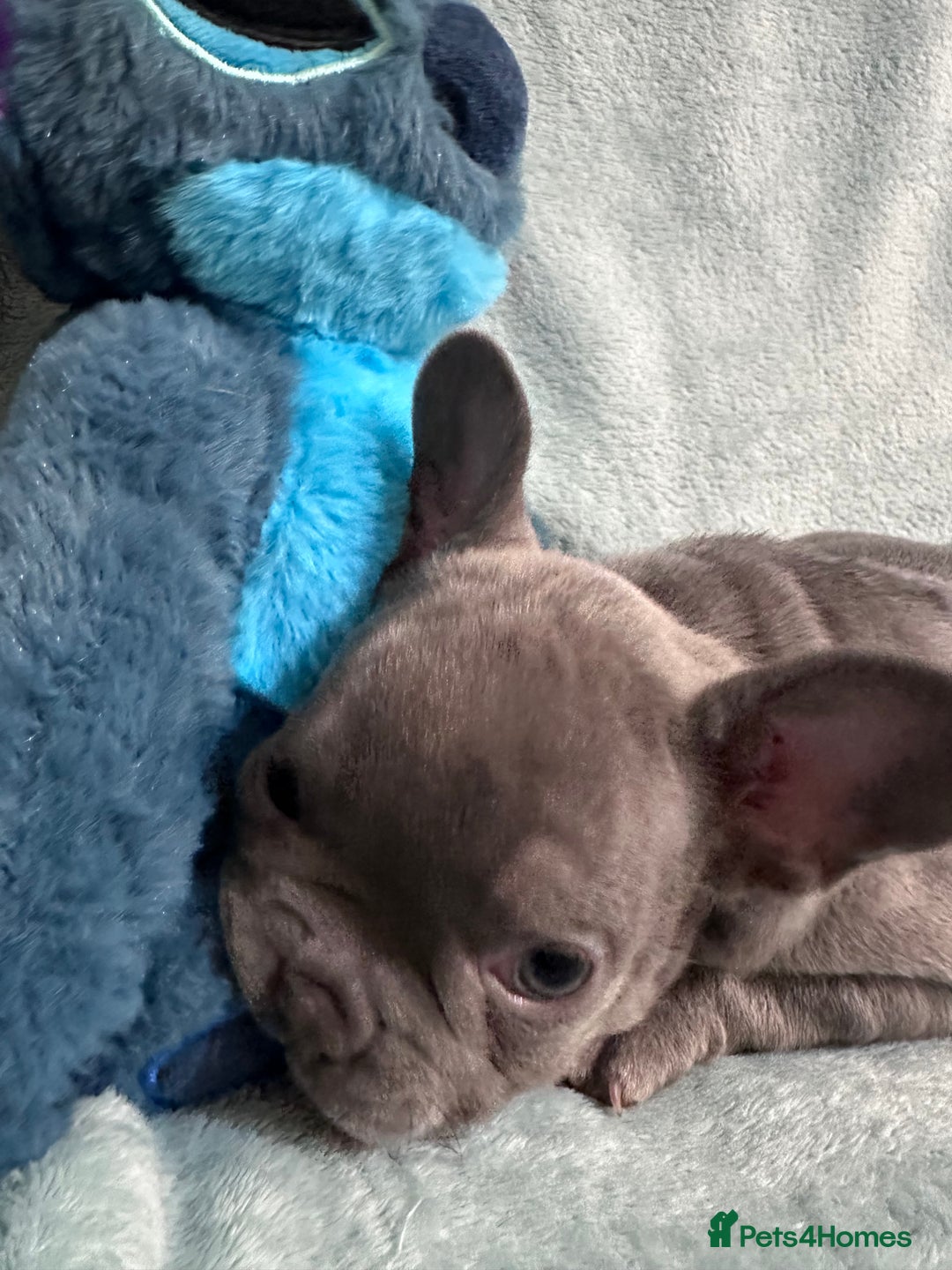 French Bulldog dogs for sale: 5 Male French Bulldog Puppies - Image 14