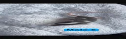 Mouse rodents for sale: Baby mice  - Advert 11