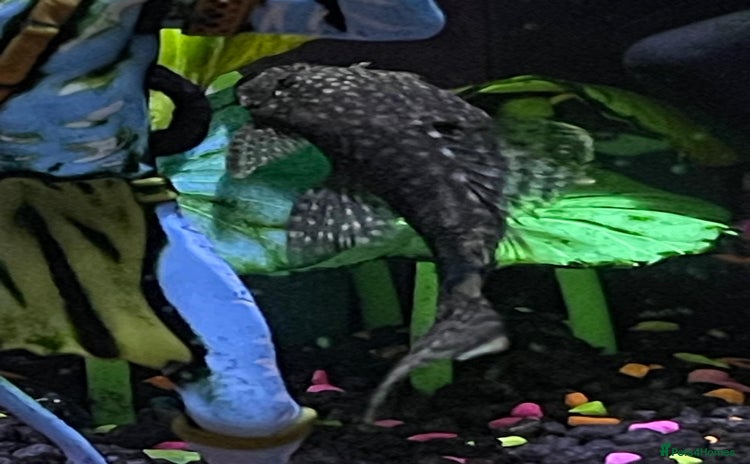 Plecos fish - Advert 2