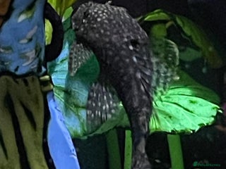 Plecos fish - Advert 6
