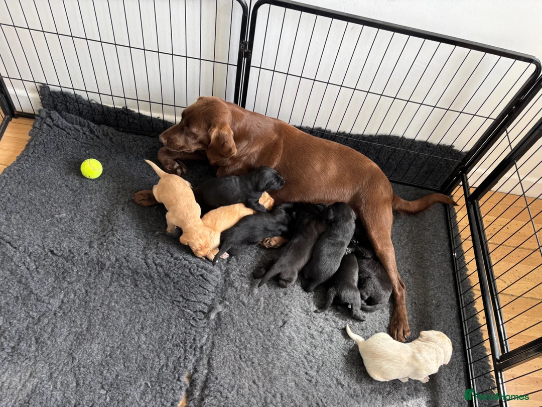 Labrador Retriever dogs for sale: Labrador - Advert 1
