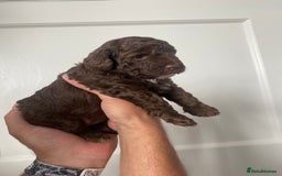 Cavapoo dogs for sale: Beautiful F1b Cavapoo girl  - Image 7