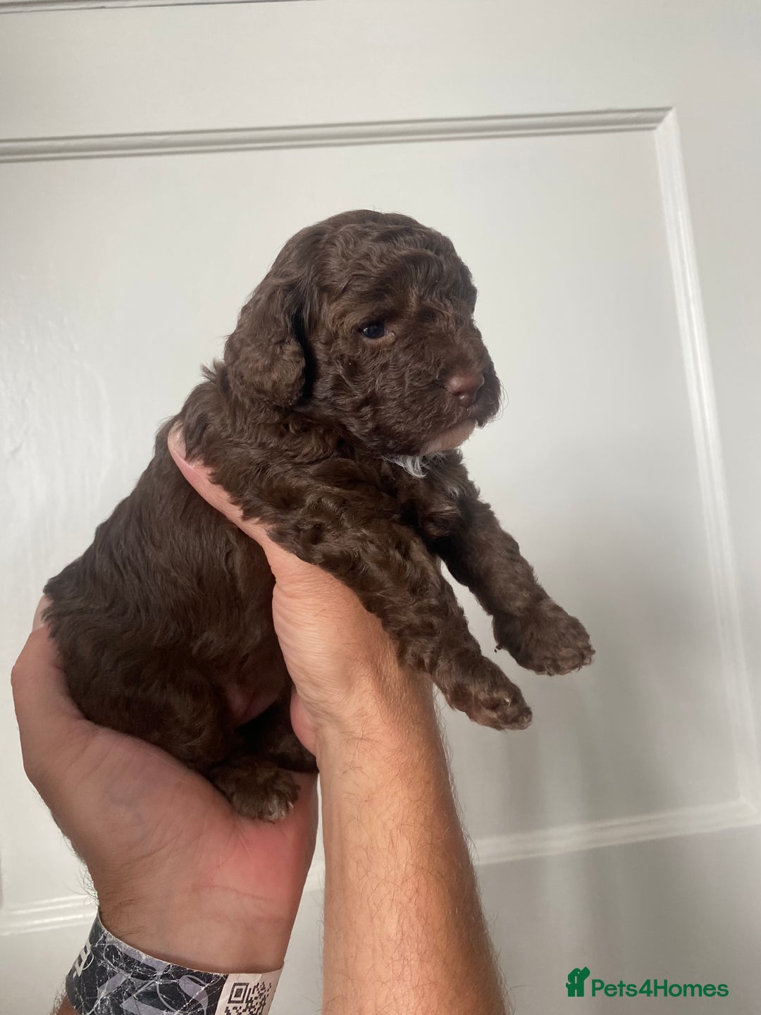 Cavapoo dogs for sale: Beautiful F1b Cavapoo girl  - Image 7
