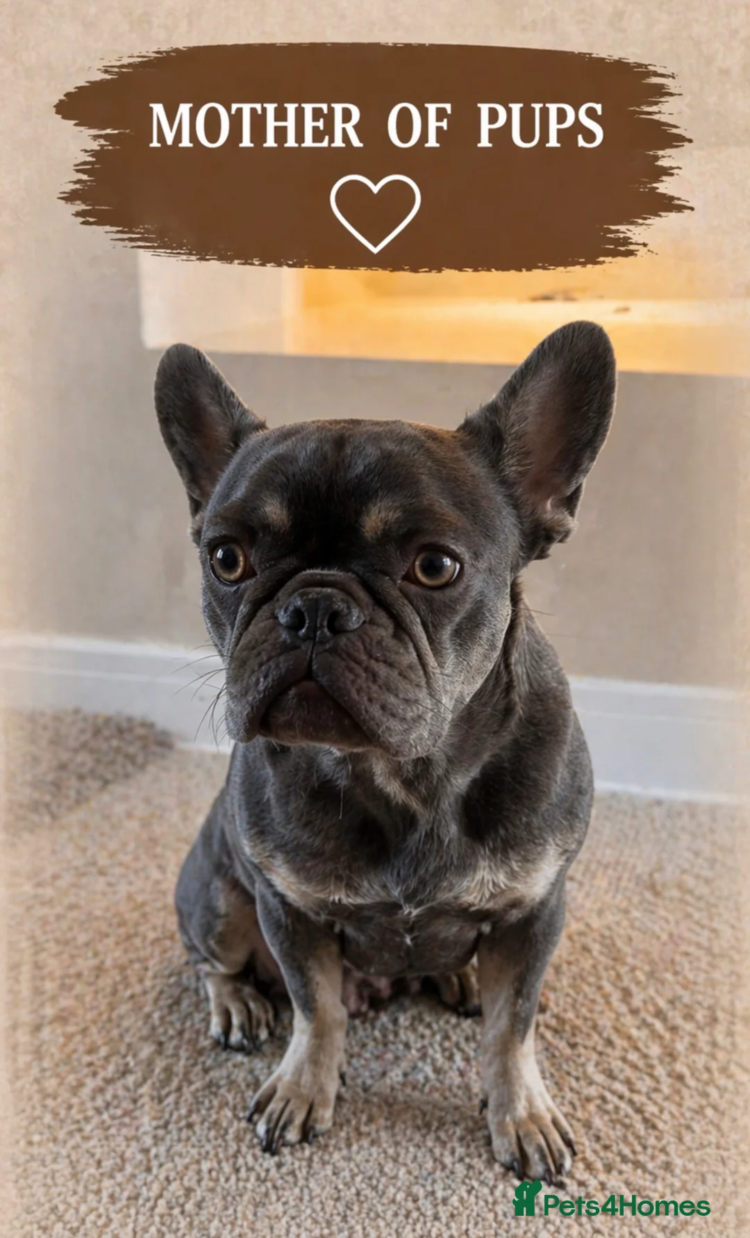 French Bulldog dogs for sale: Fluffy French bulldog puppies  - Advert 8