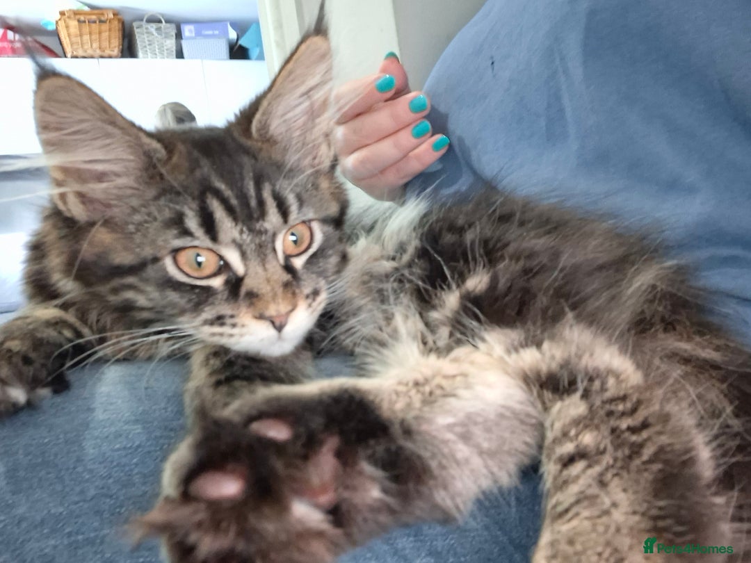 Maine Coon cats for sale: Pedigree mainecoon kittens in Newark - Image 7