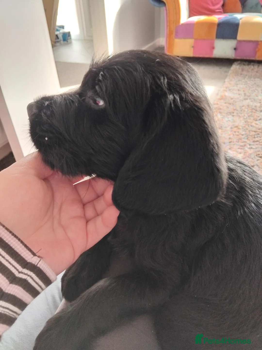 Labradoodle dogs for sale: Labradoodle puppy  - Advert 1