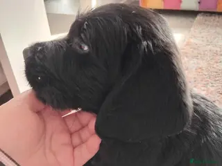Labradoodle dogs Labradoodle puppy - Advert 1