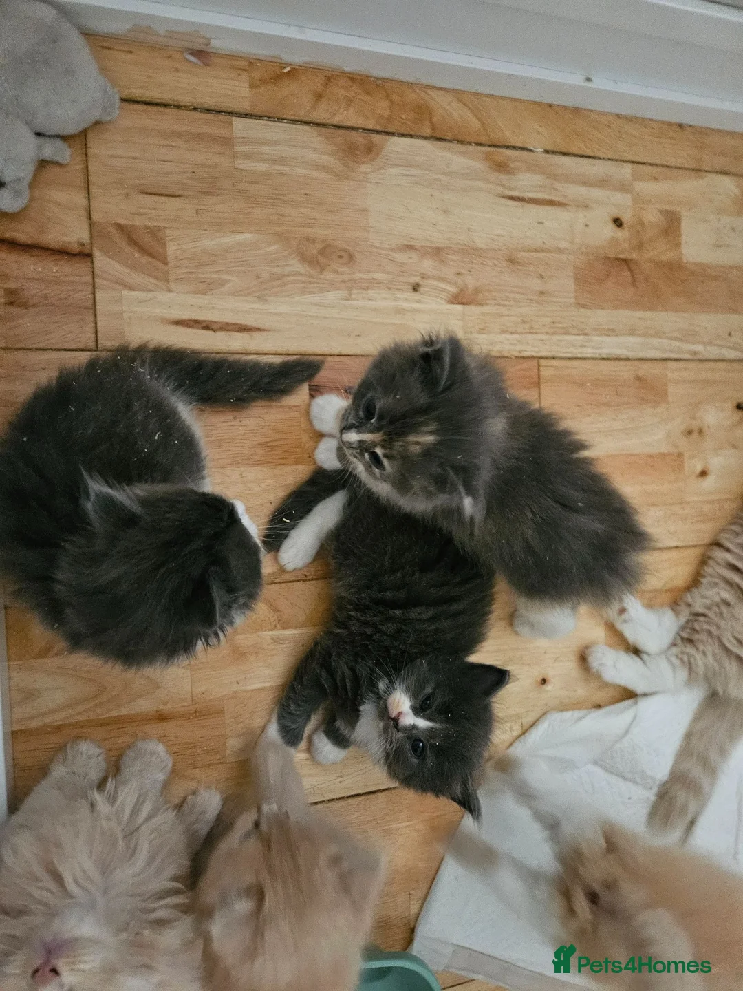 Mixed Breed cats for sale: Fluffy kittens mix ragdoll and Norwegian forest  - Advert 2
