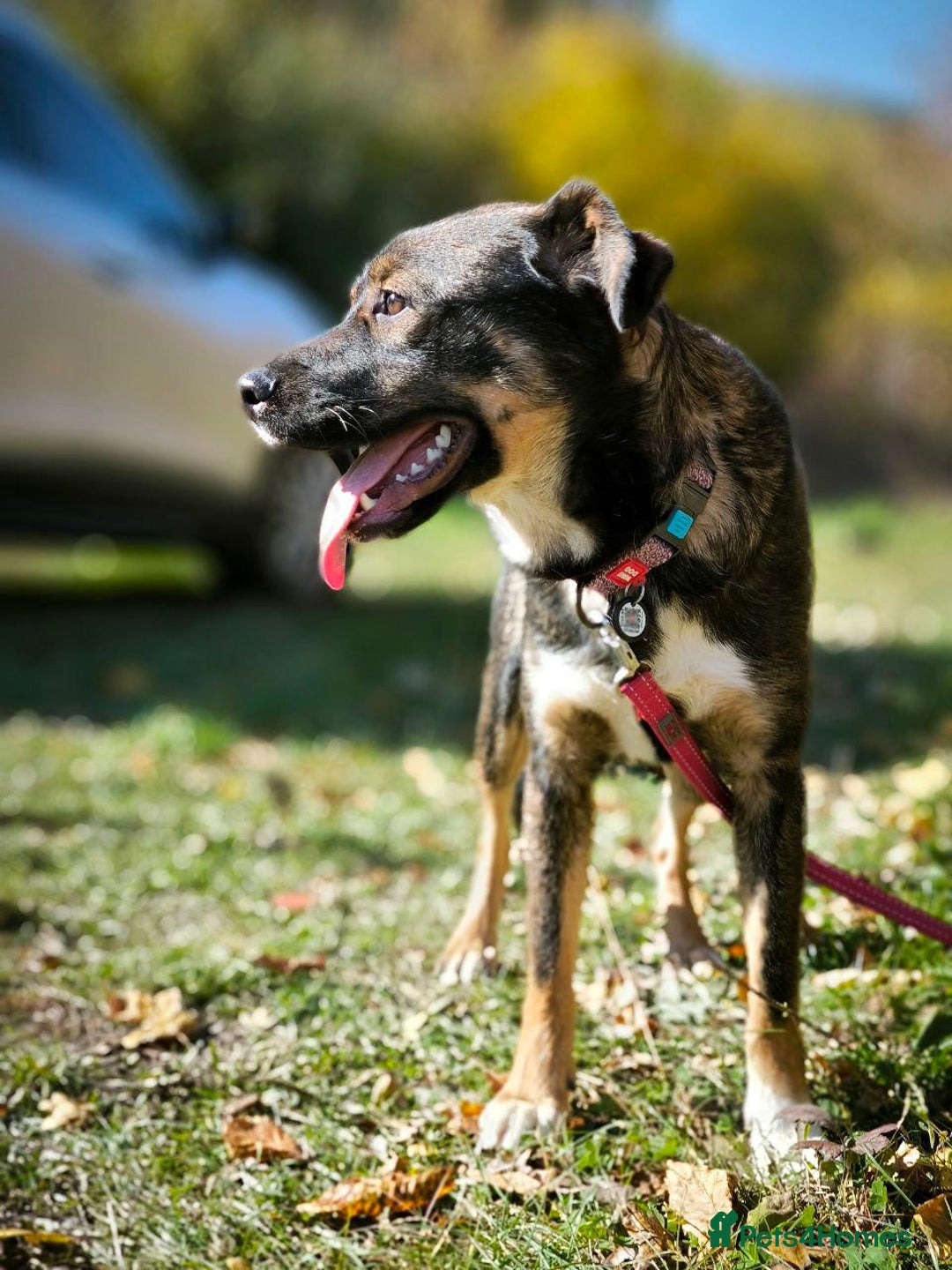 Mixed Breed dogs for adoption: 💙🐶 KOKOS 🐶💙 - Advert 11