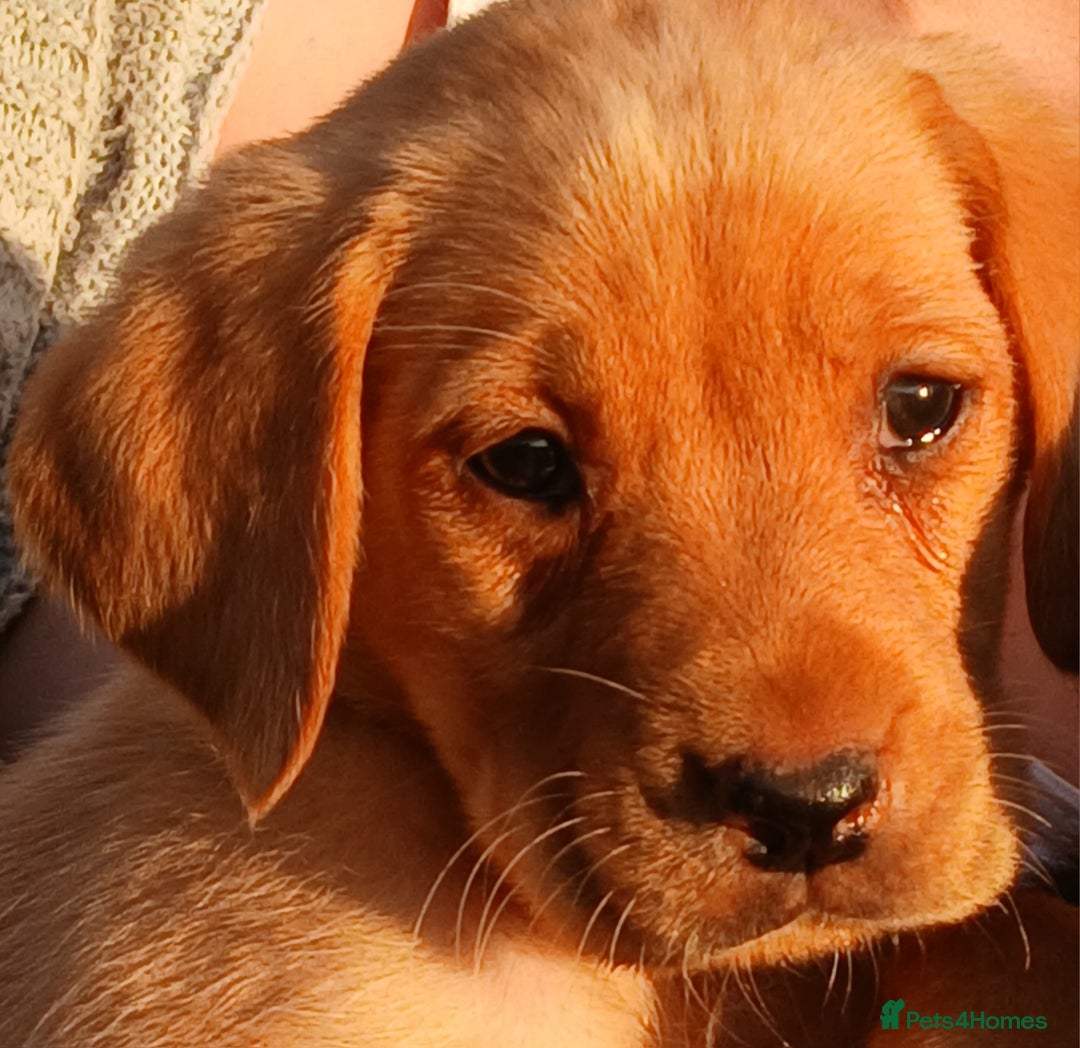 Labrador Retriever dogs for sale: Fox Red Labradors Ready now!!!! - Image 5